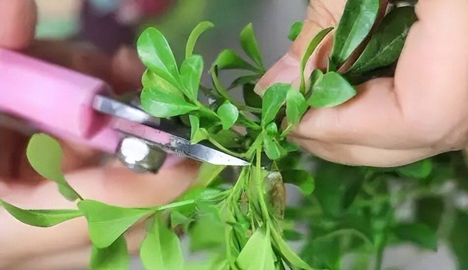 米兰花怎么养护才能开得更好,米兰花四季常绿吗