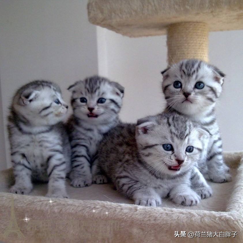 小猫咪便血拉稀是什么情况,小猫咪便血是什么原因怎么检查