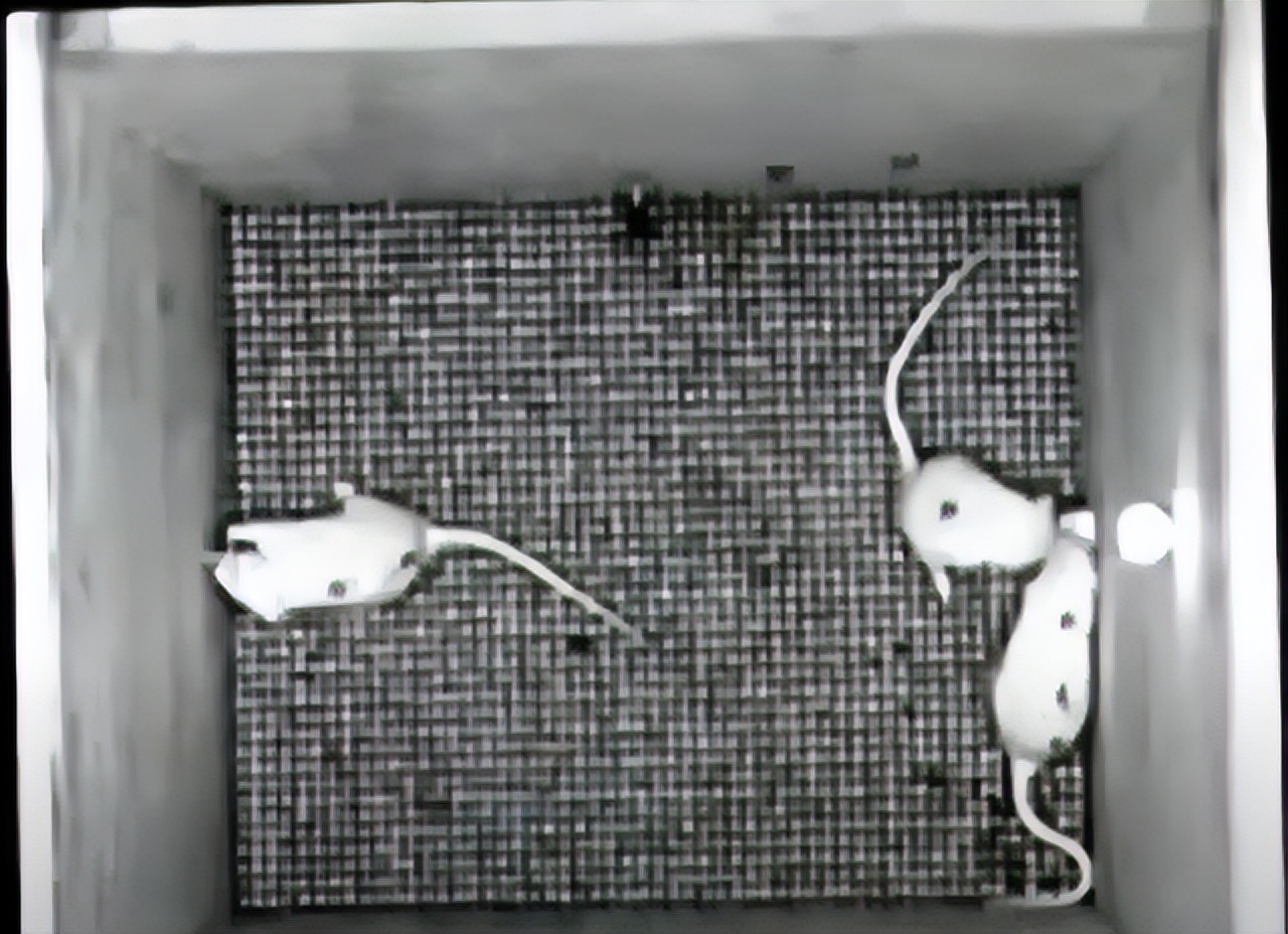 仓鼠也分剥削阶层和劳动阶层