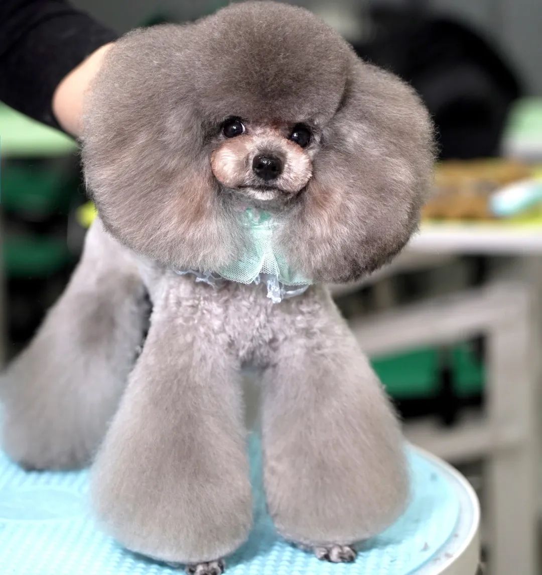 小野宠爱美容培训,小野宠爱宠物美容培训