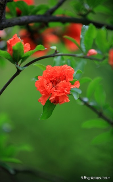 石榴花壁纸生如夏花,石榴花盛开的夏天