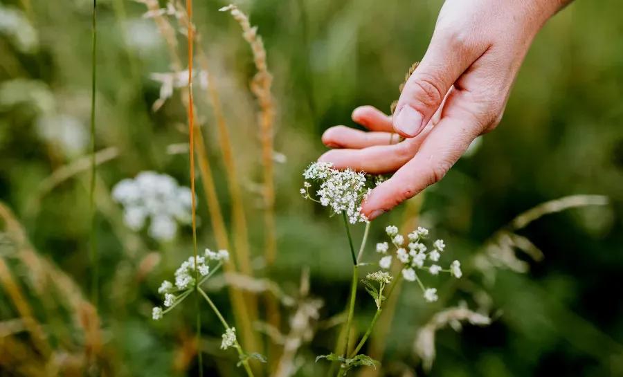 不问花开几许只愿浅笑安然全诗,相逢不问花开几许只愿浅笑安然