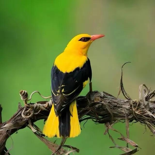 奇怪的小鸟视频,稀奇古怪的鸟