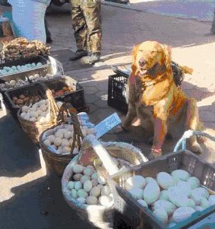 金毛犬的优缺点及价格,金毛犬最正确价格