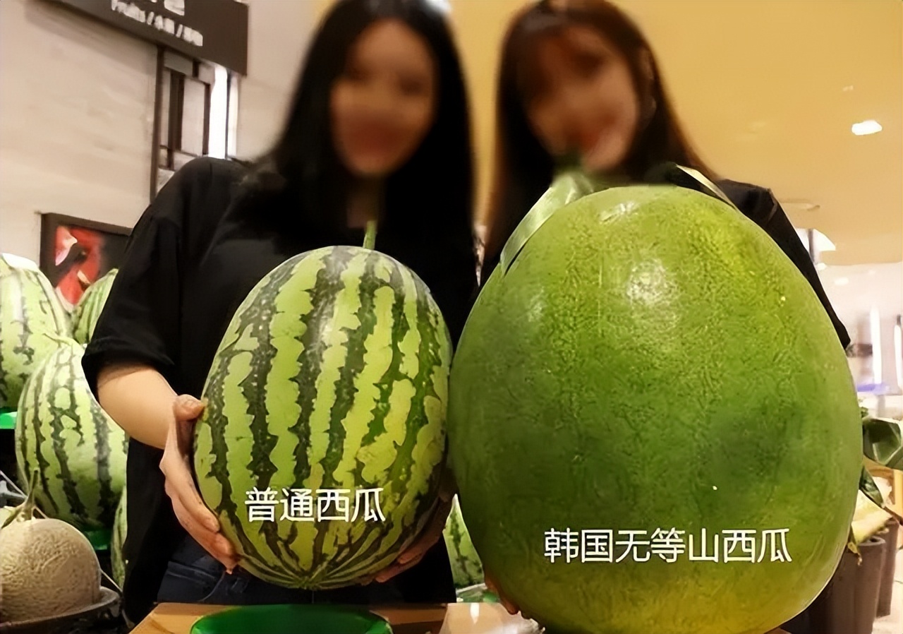 韩国人西瓜为什么贵,韩国人西瓜真的那么贵吗