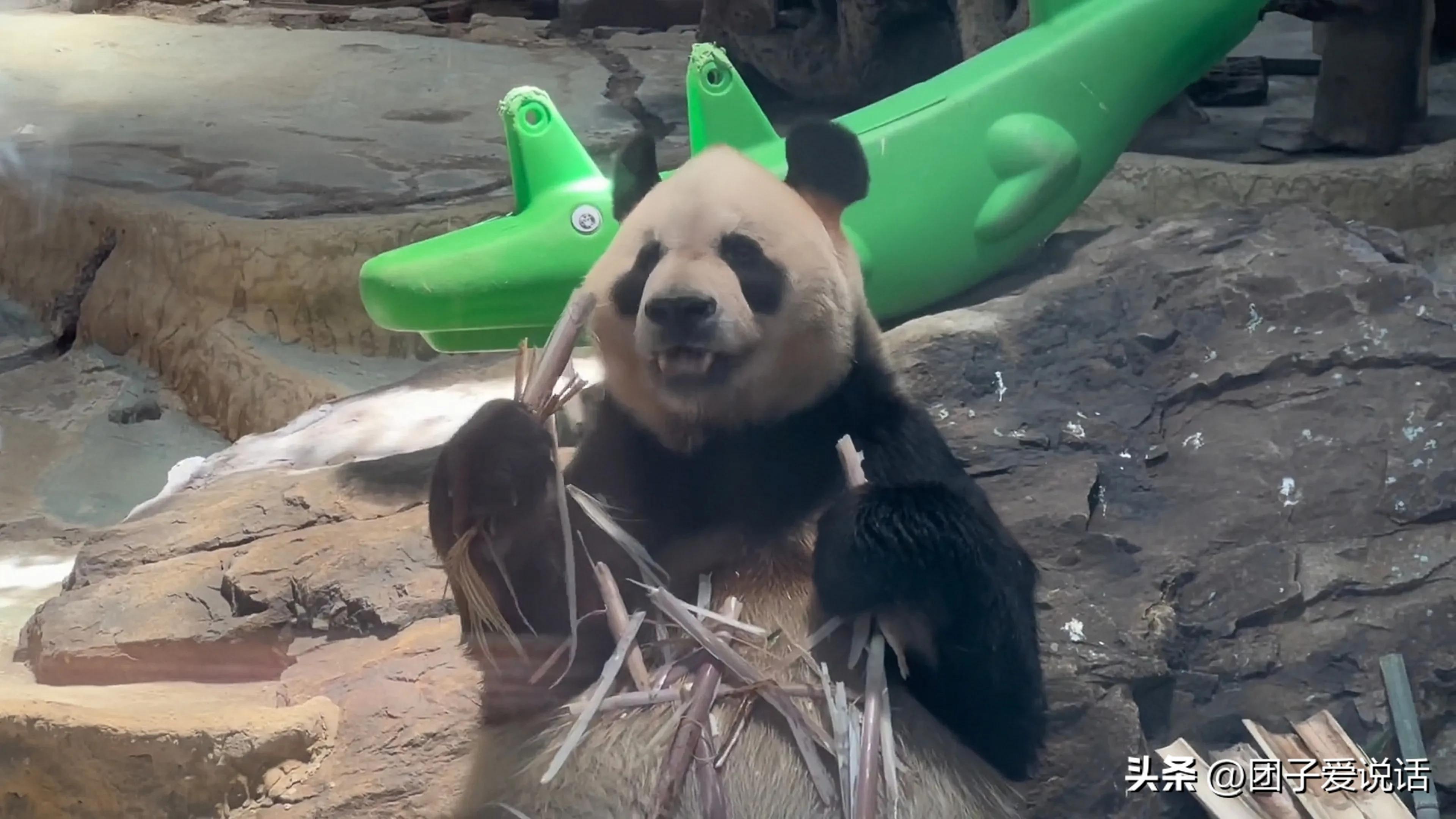 在汶川大地震救助的熊猫,经历汶川地震的熊猫