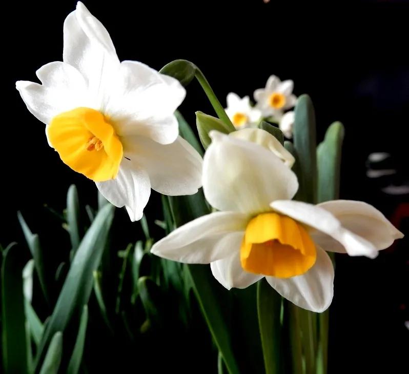 古诗词中的水仙花：飘零尘俗客再见水仙花