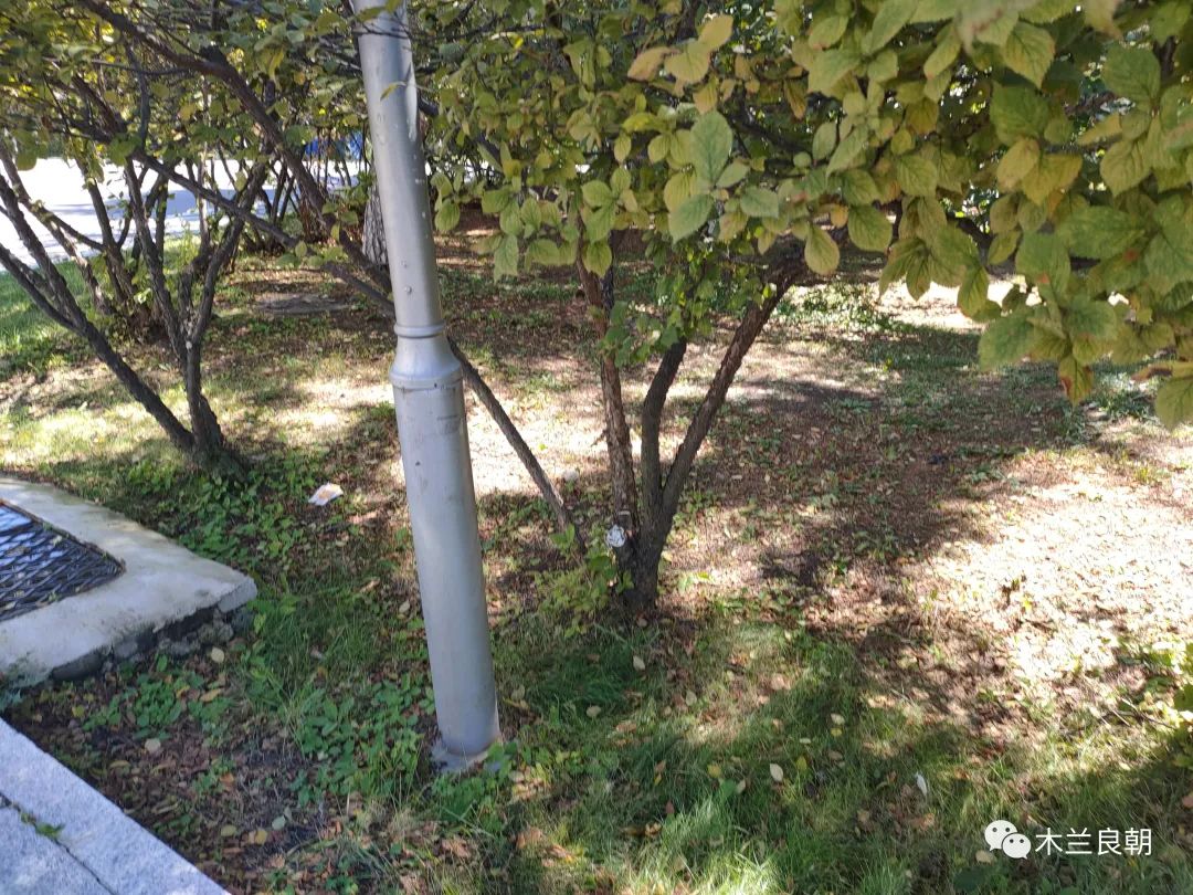 相亲之路十六：匆匆还乡防断肠