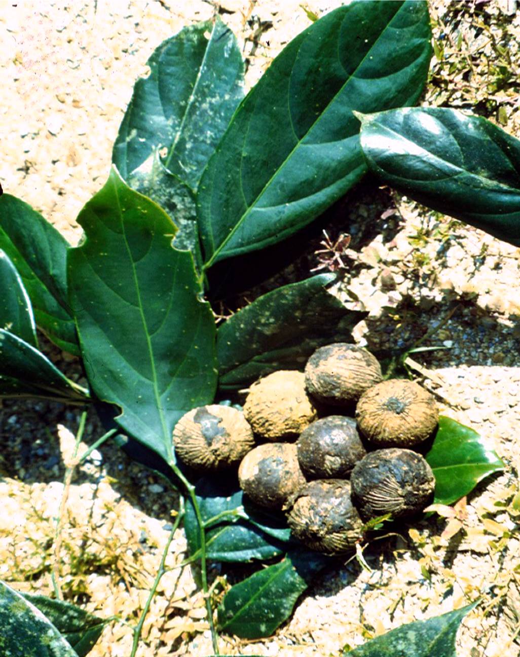 “藤黄果”、“猴果”…近20种你不知道的非洲雄鹰喀麦隆水果