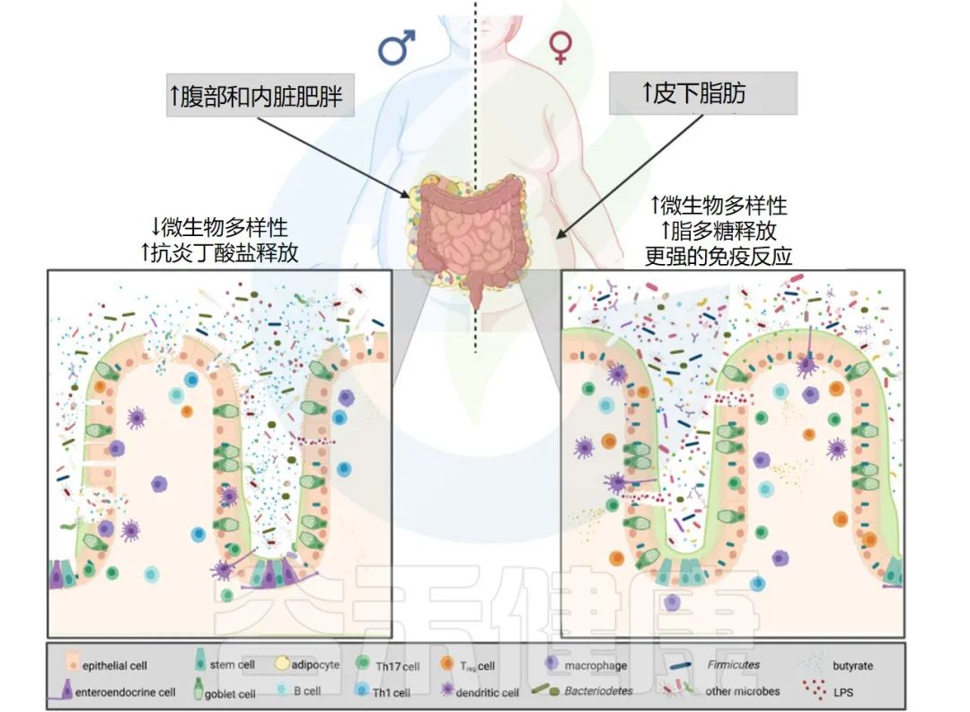 肠道菌群、性激素与疾病：探索它们的交互作用