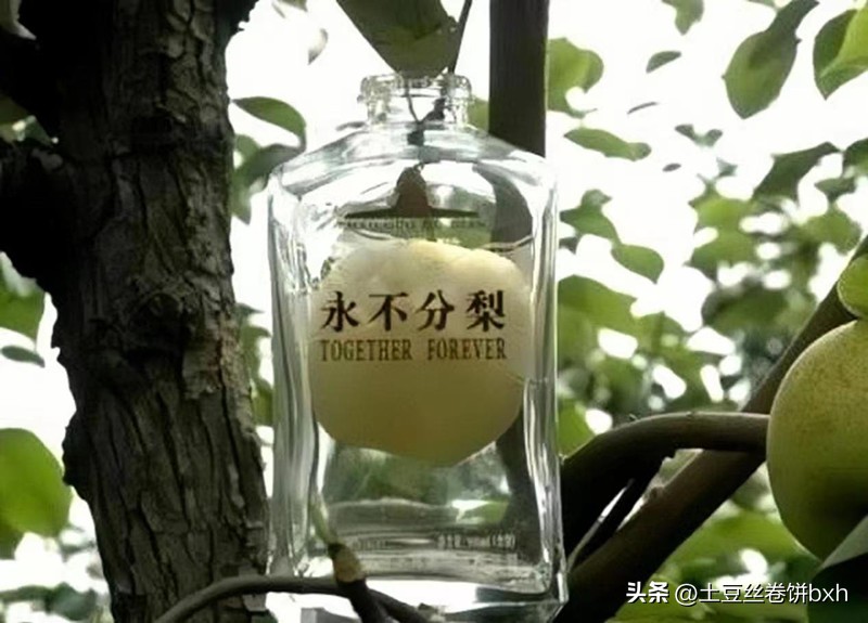 五粮液永不分梨40度多少钱一瓶,五粮液永不分梨是五粮液集团的吗