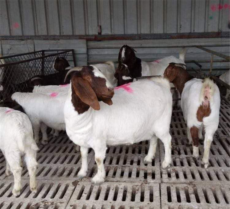 养羊人闻风丧胆的两种羊病,养羊羊病一般有几种