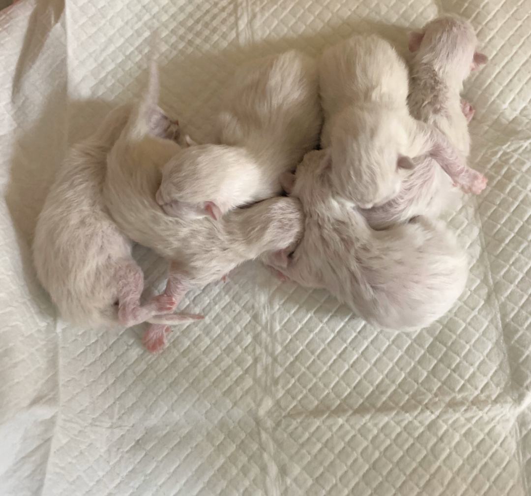 为什么不建议养自来猫,为什么老人家常说养猫别养自来猫