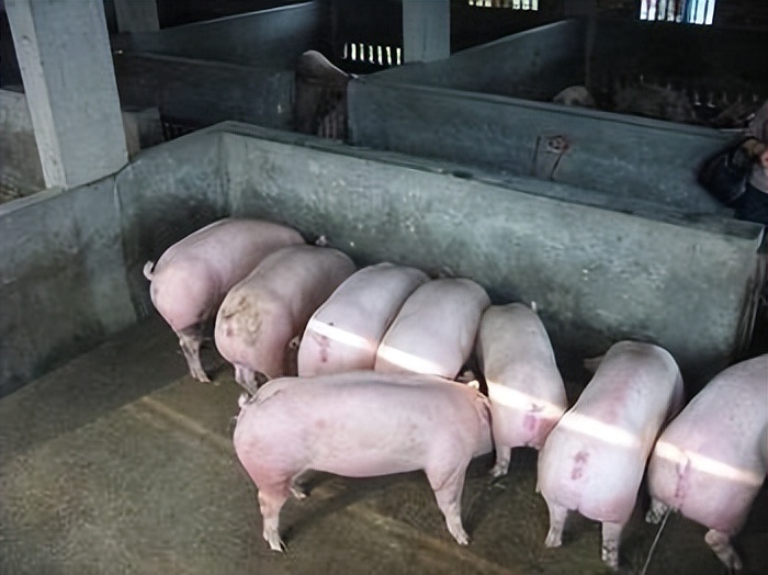 仔猪大肠杆菌腹泻偏方,仔猪大肠杆菌最佳治疗方法