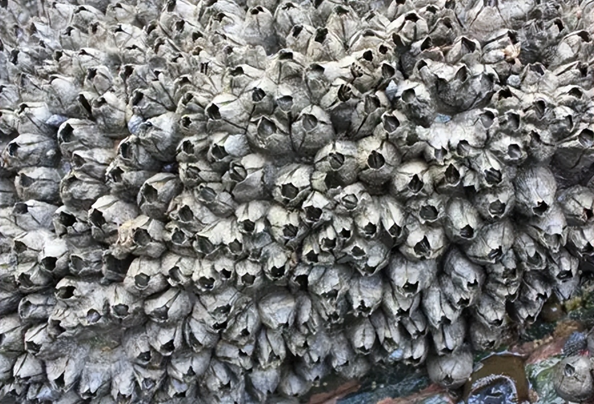 中国人吃藤壶,哪个地方的人吃藤壶