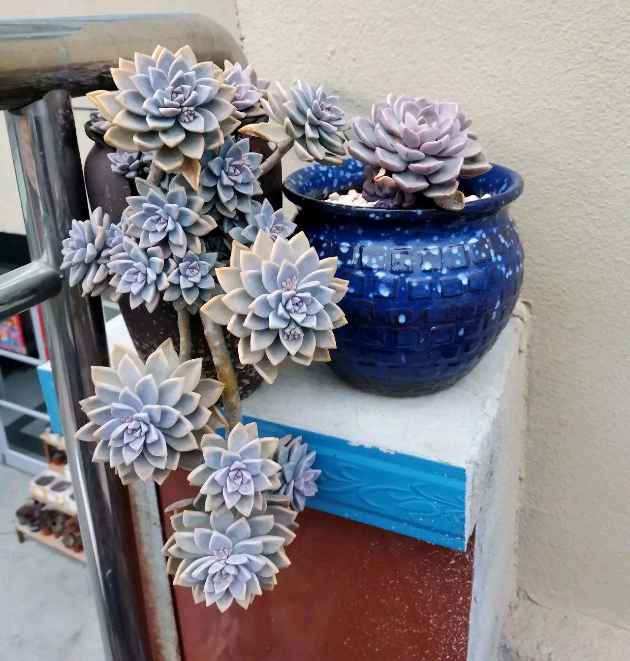 最好看又最好养的多肉 (有哪些多肉既有颜值又比较好养)