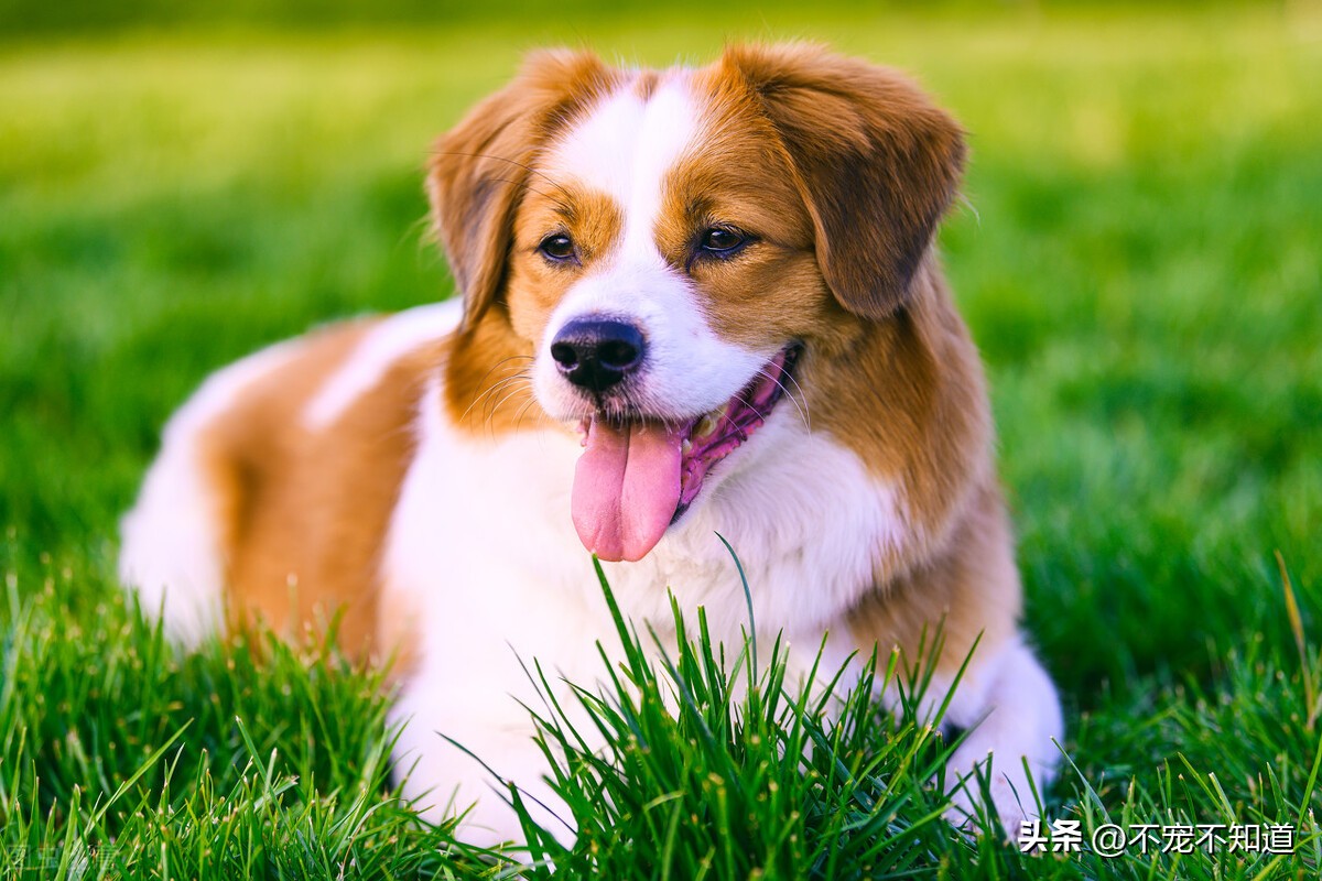 狗狗来生理期怎么办需要注意什么,狗狗不喝水有什么影响