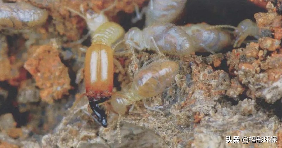 家里有白蚁怎么能彻底消灭白蚁,除白蚁灭白蚁杀白蚁价格