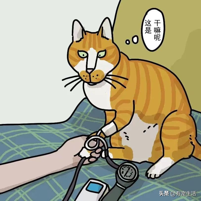 调皮猫咪怎么治,宠物猫调皮怎么办