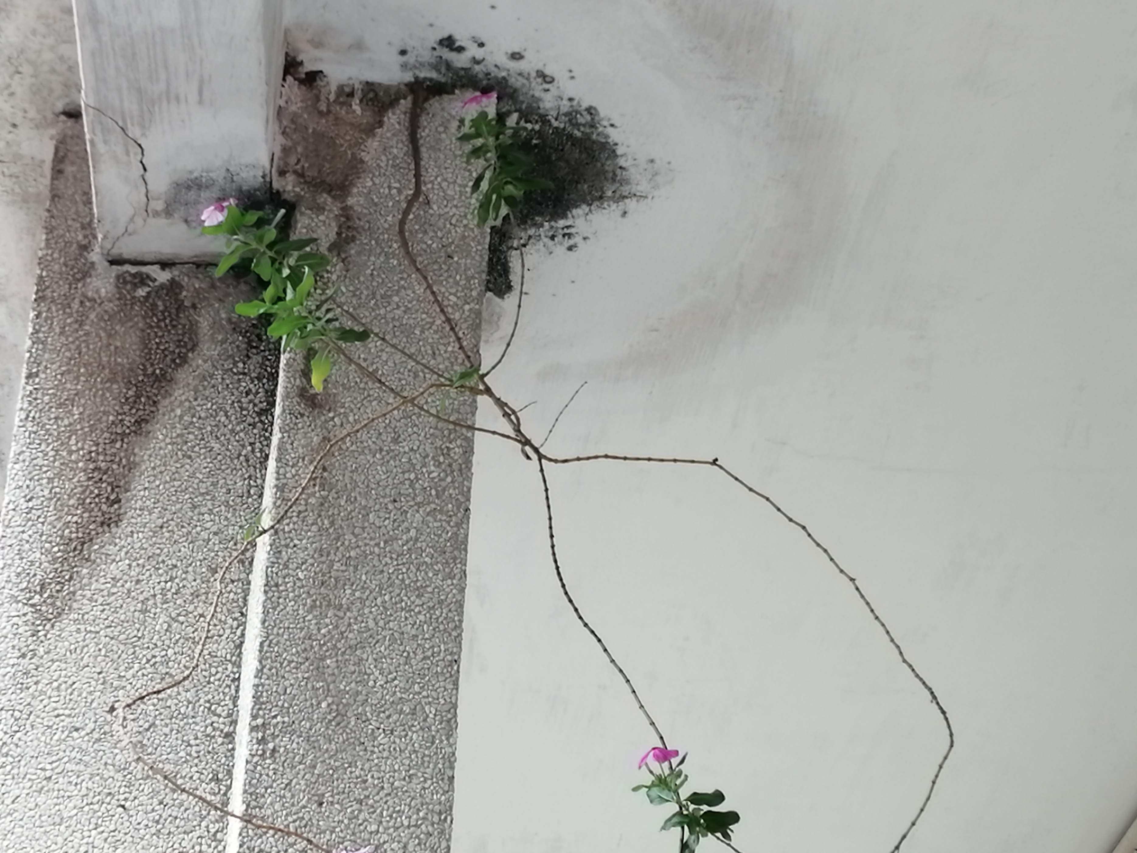 猪坚强能有多坚强,猪坚强我们凭什么不坚强