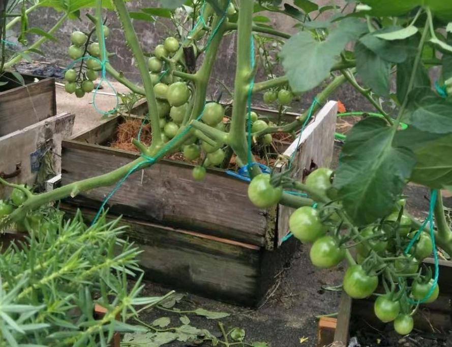 12月家里供暖足，搁阳台养西红柿，埋点肥冬天猛窜个，呼呼结果