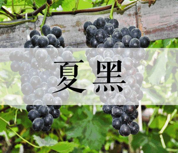 最好吃的爆浆葡萄,香甜爆汁葡萄