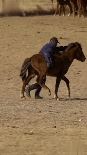 搏克教学视频,搏克绝招