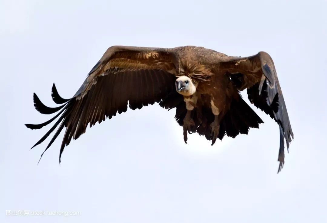 哪些鸟是猛禽,什么鸟属于猛禽