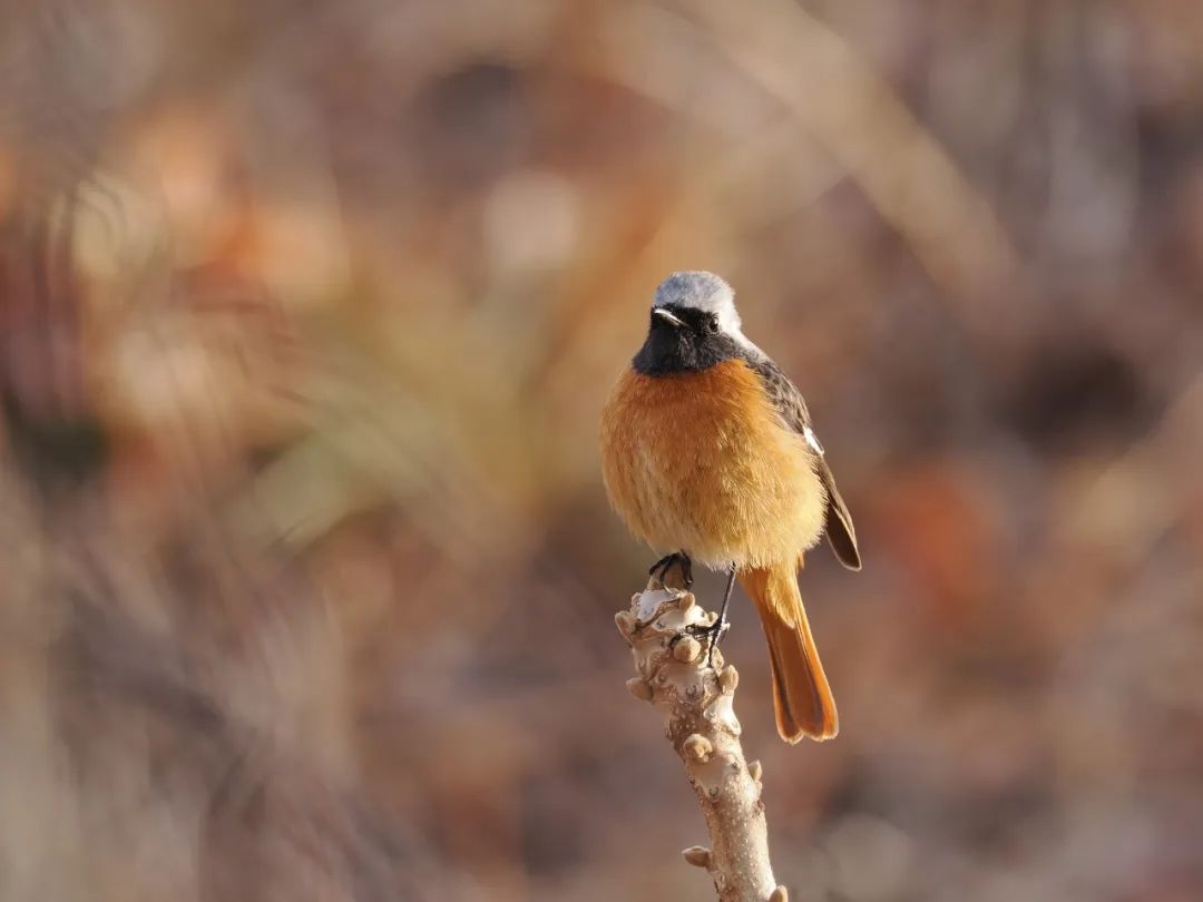 拍的鸟不够清晰怎么办,佳能拍鸟器材最佳配置