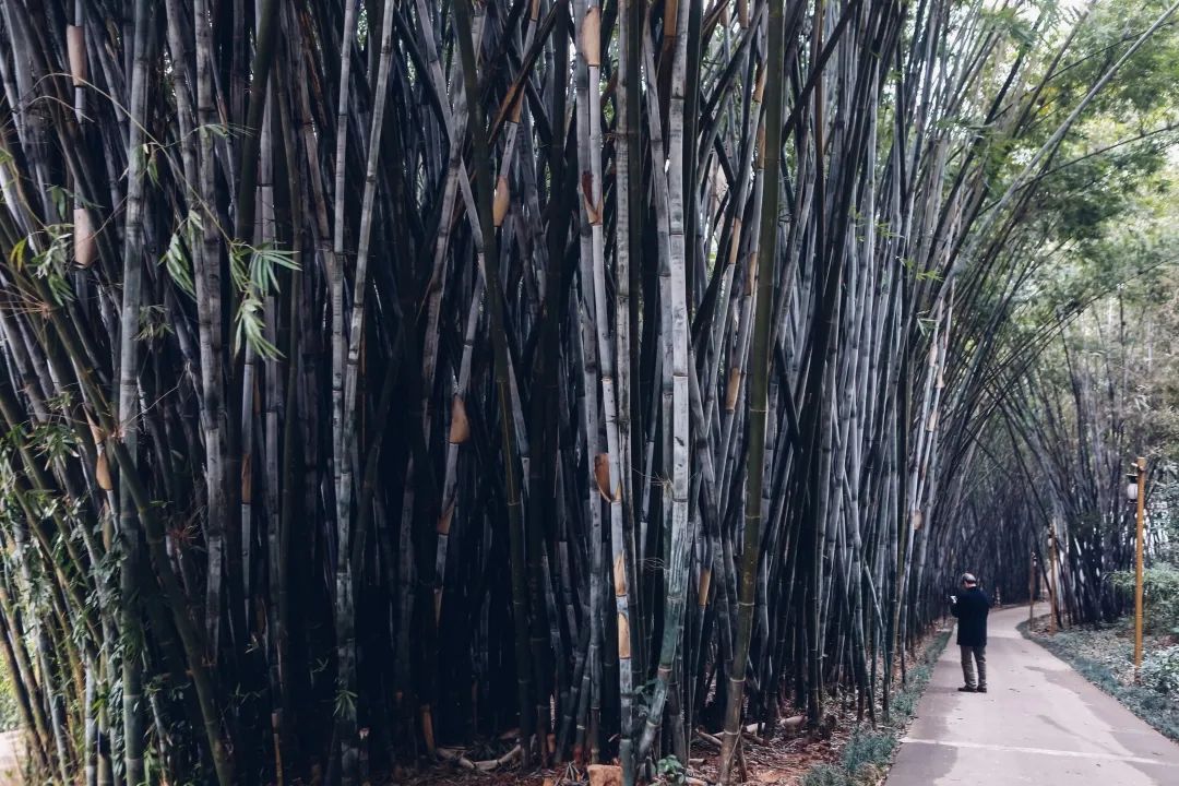 罗湖好玩拍照打卡地方推荐,罗湖游玩地点打卡攻略