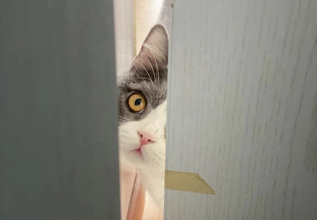 毛毛宠城堡新宠:登登|写给我的小猫咪