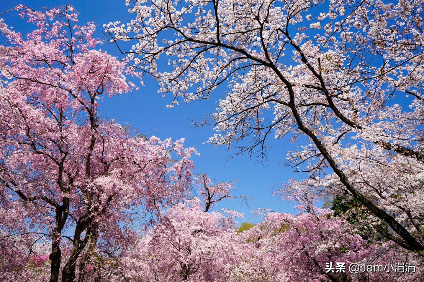 适合拍花的滤镜高级,拍春天适合用什么滤镜