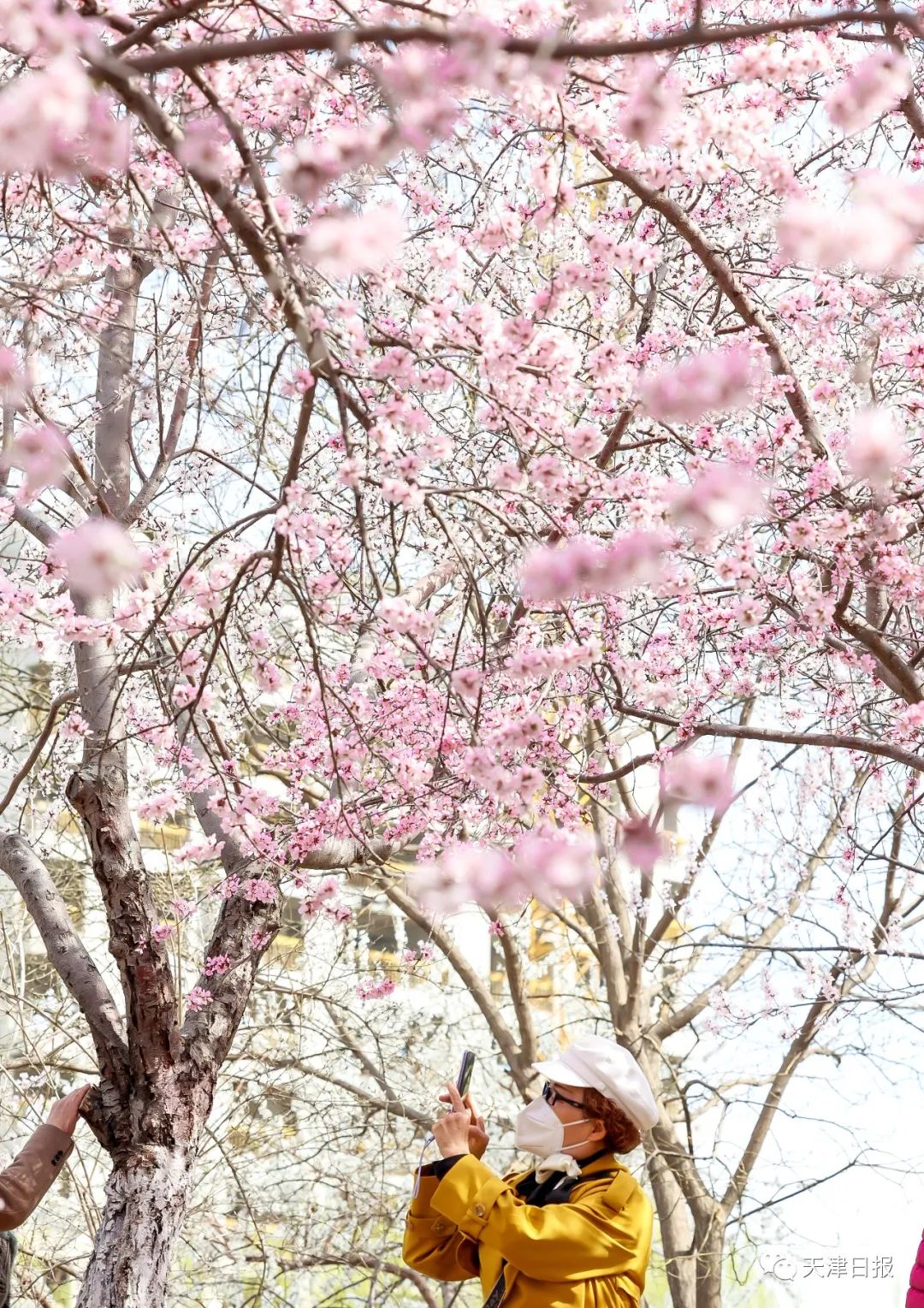 今年天津的桃花堤的桃花节是几号,天津桃花节旅游线路推介