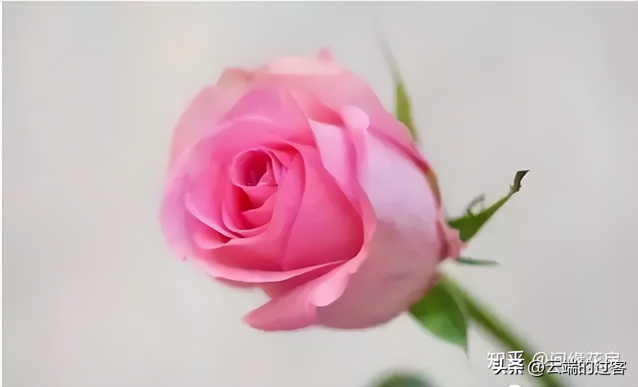 1到99朵玫瑰的含义图片,1到99朵玫瑰花语是什么