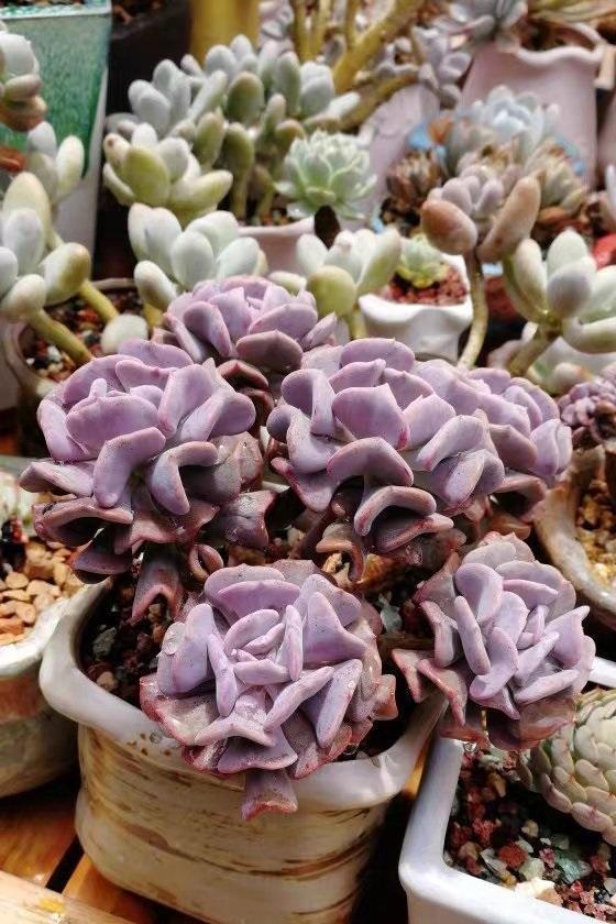 多肉浇水多了腐黑怎么救,多肉多久不浇水能旱死