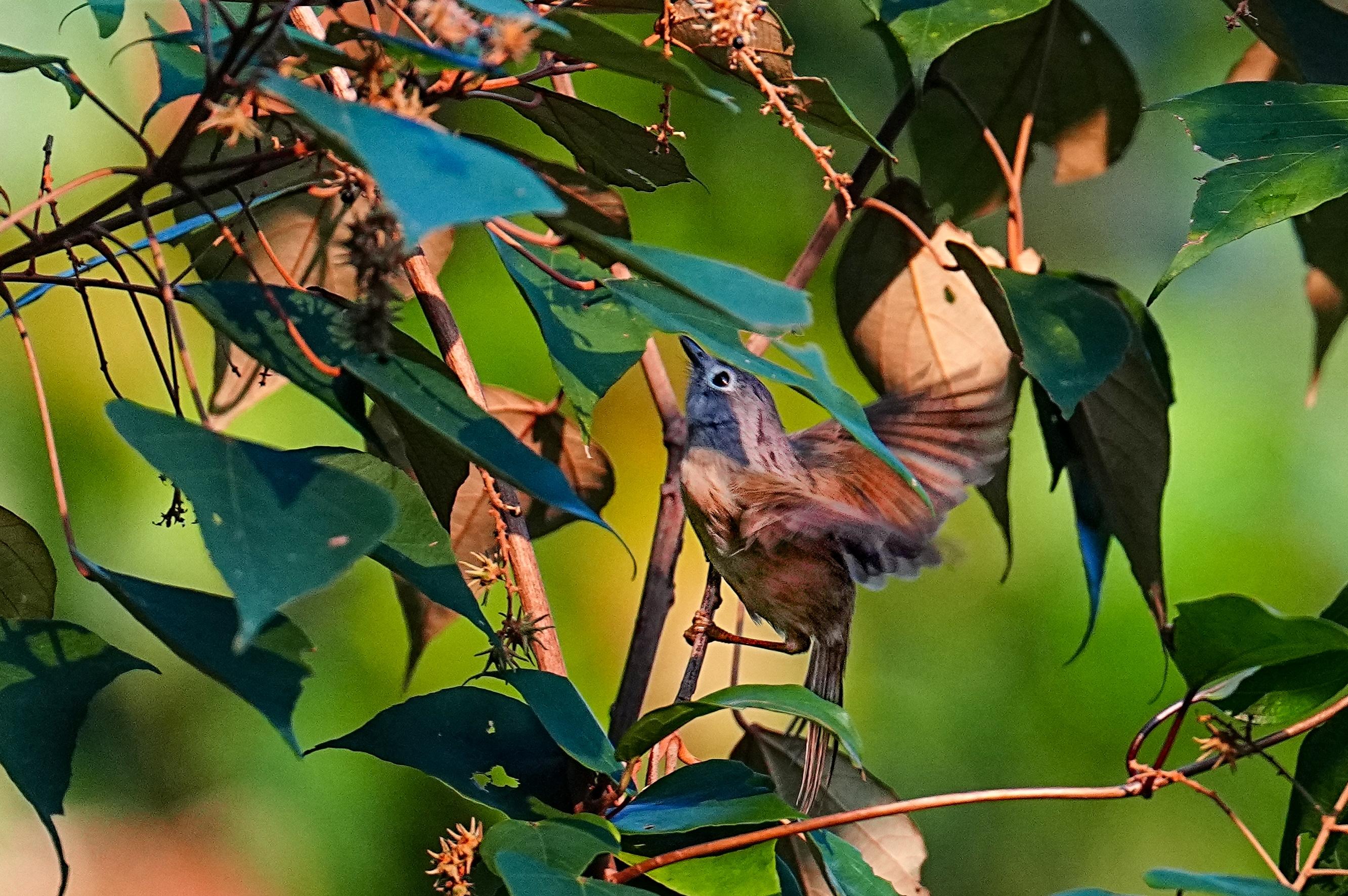 海南观鸟随记5霸王岭儋州湾勺嘴鹬领角鸮仓鸮