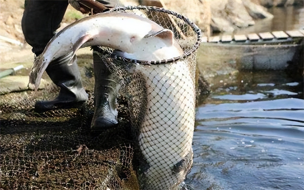 淡水鱼排行榜前十名价格,国内常见淡水鱼价格排行