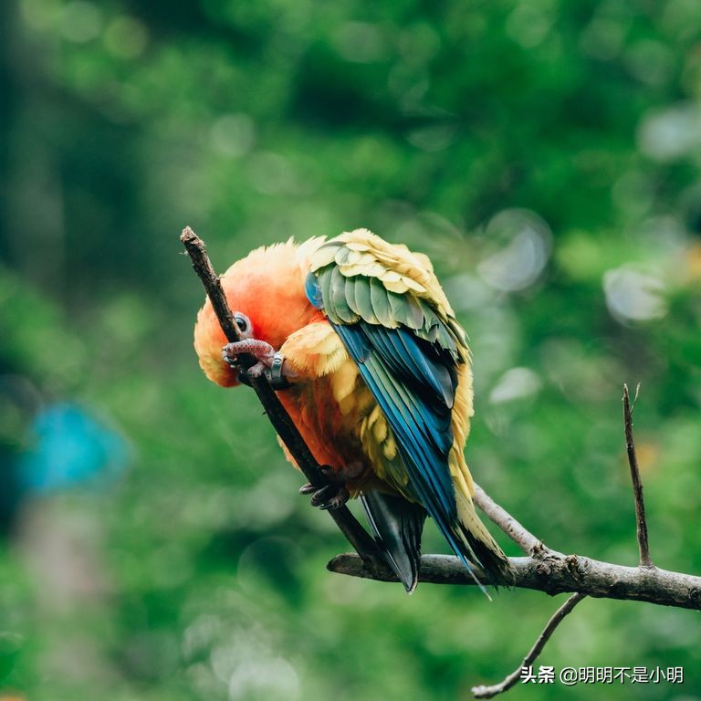 11岁的孩子适合养什么宠物,有孩子的家庭适合养什么宠物