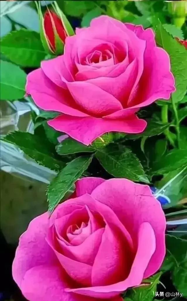 五颜六色的花朵养眼舒心,灵动秀美的花朵图片