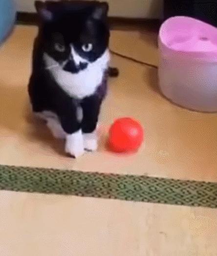 每日一笑,自己拆的家就是有安全感