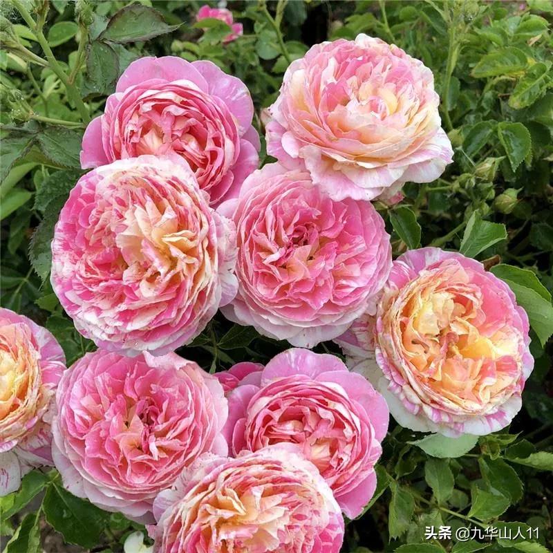 大花浓香勤花的月季品种,大花月季品种介绍大全图片及价格
