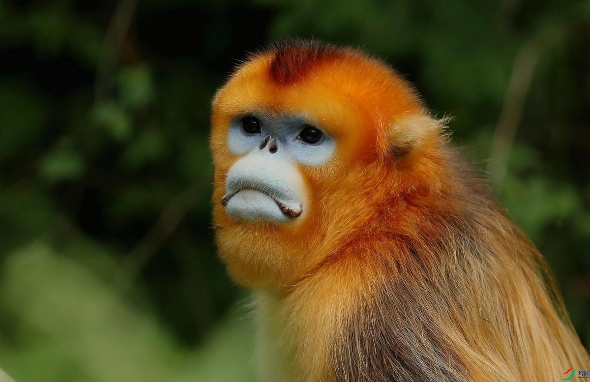 怒江金丝猴和峨眉猴干架,金丝猴遇上峨眉山猴子会发生什么