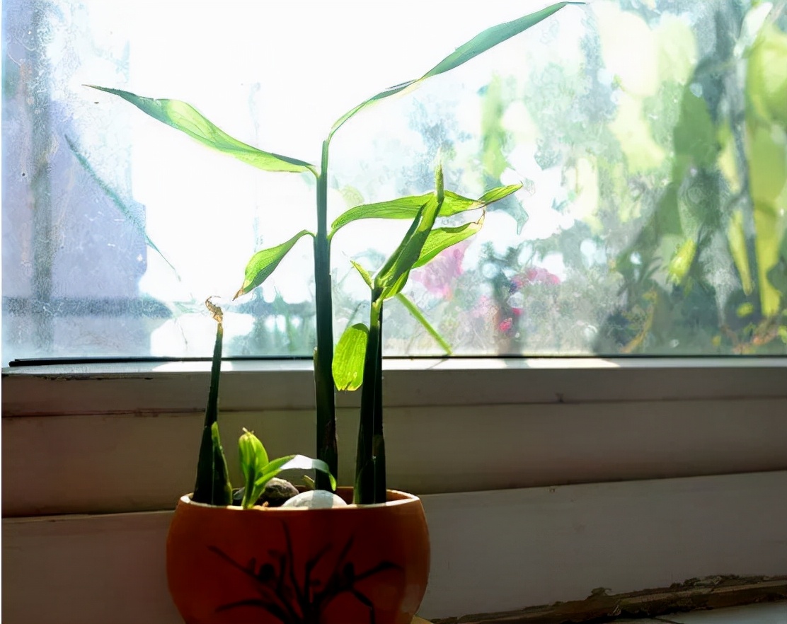 盆栽生姜什么时间种植怎样管理,生姜盆栽的种植方法时间