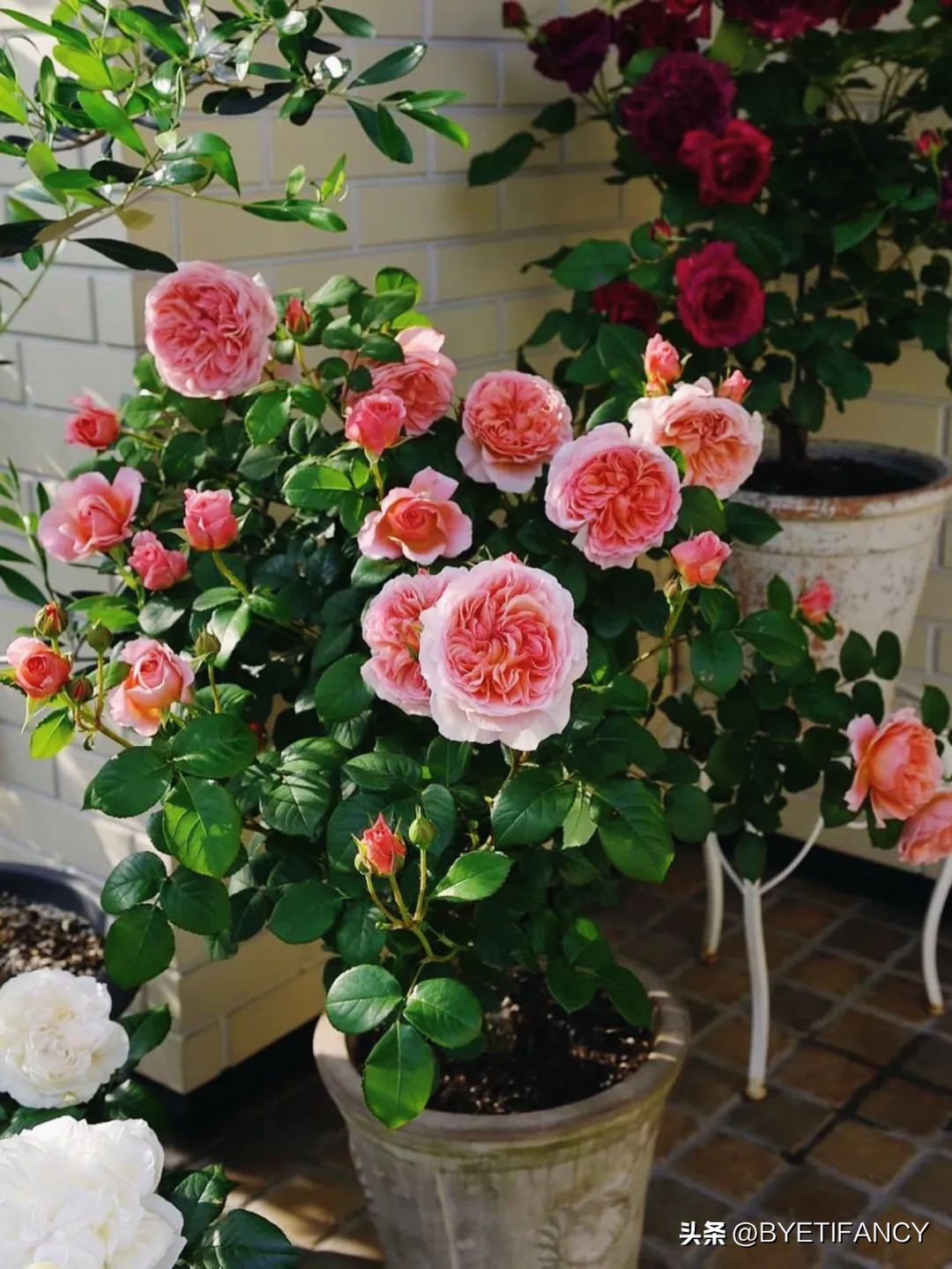 金钻花浇水的正确方法,花干了浇水还能活吗