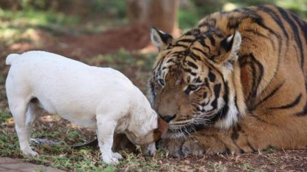 大大小小的动物为什么都害怕老虎,为什么动物第一次见老虎会被吓尿