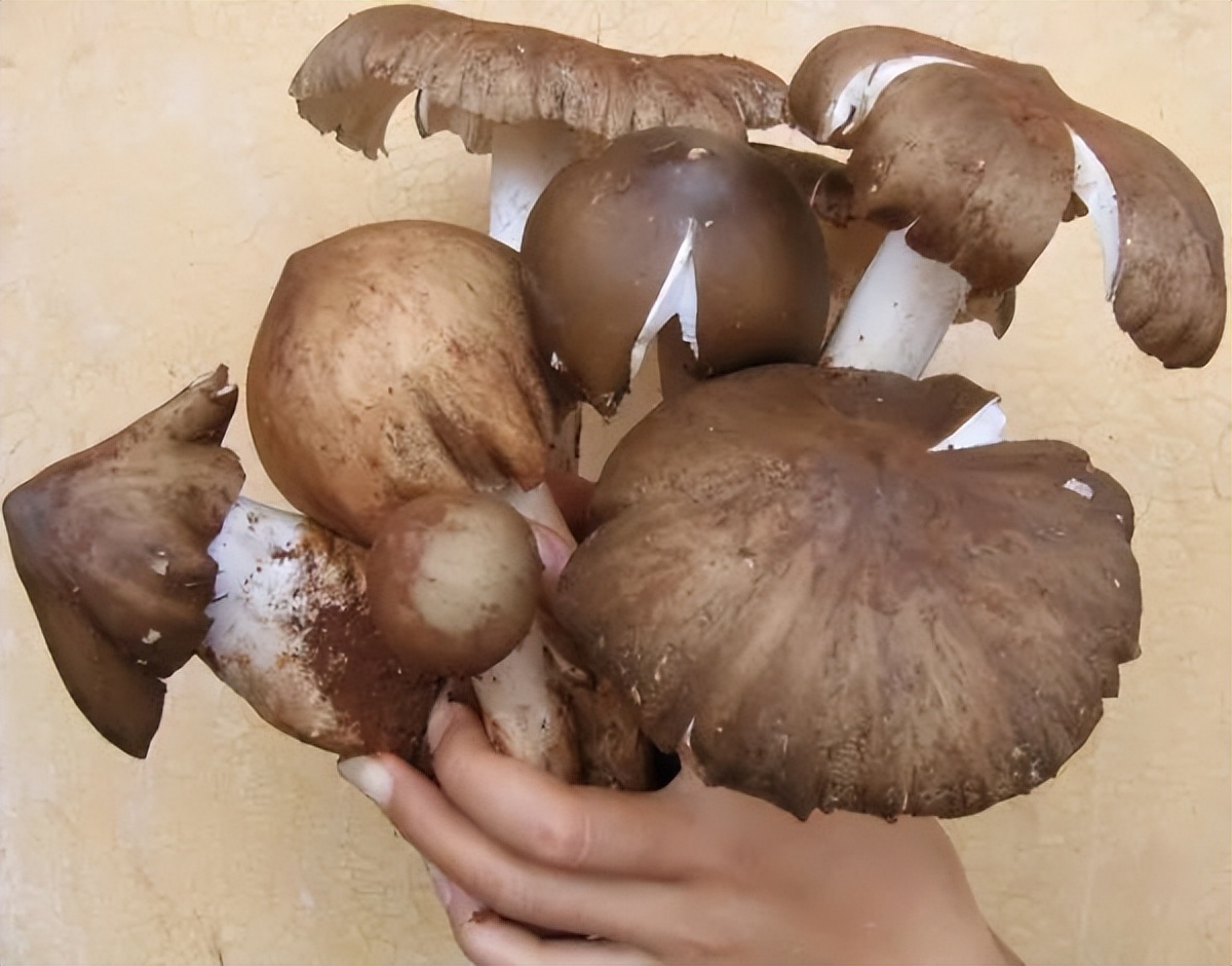 比肉还好吃的香菇就应该这样做,比肉还香香菇