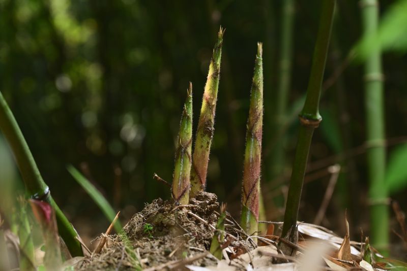良品铺子野山笋官方旗舰店零食,好原料造就好味道