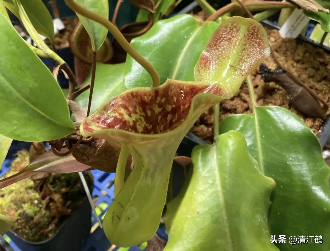 有什么推荐的食虫植物,又好看又便宜的食虫植物