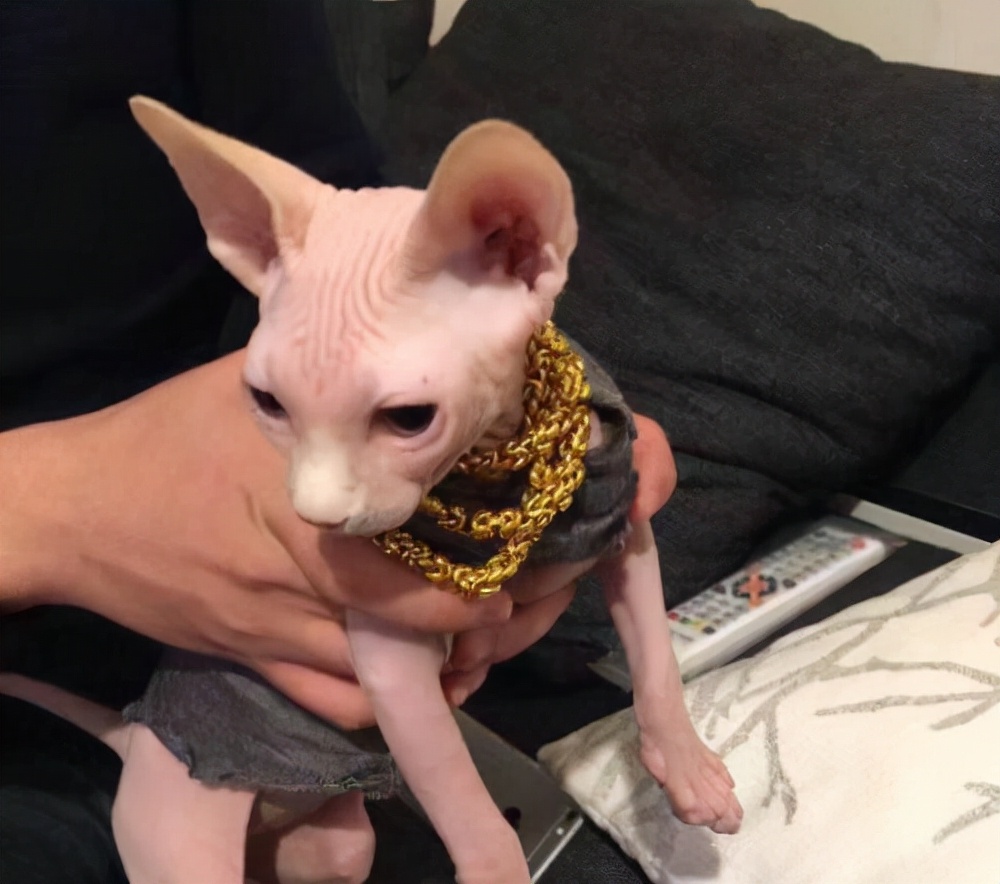 这几种猫不要养,哪几种猫便宜又好养