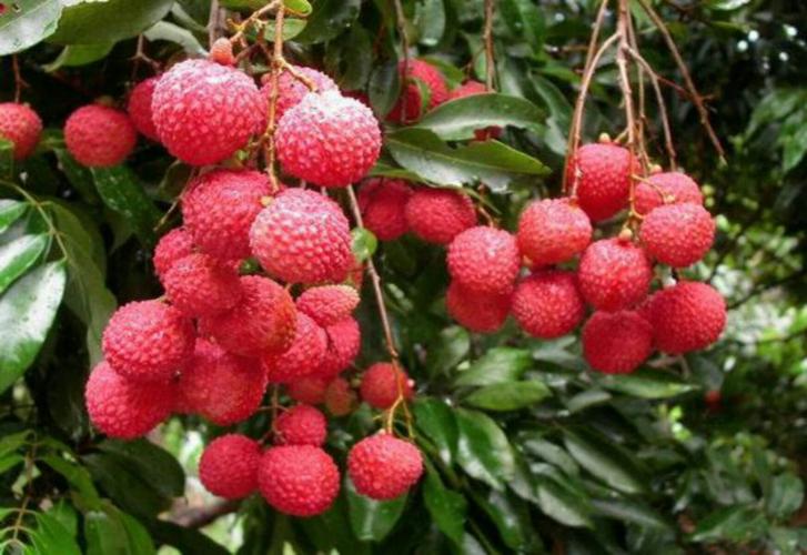 今天妃子笑荔枝零售价多少钱一斤,妃子笑荔枝收购价